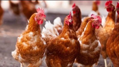 Declaran estado de emergencia por influenza aviar en Colorado
