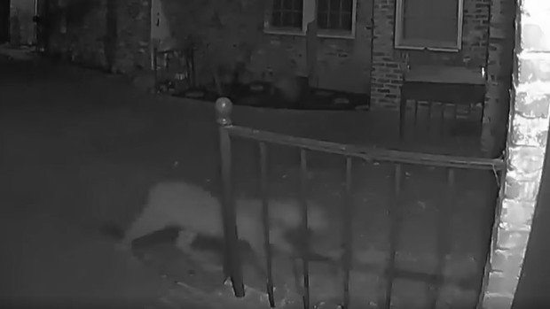 En video: puma se pasea por zona residencial cerca del centro de San Mateo – Telemundo Denver - Vimarsana News