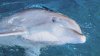 Tenía 37 años y no podía ser liberado: muere el querido delfín Hemingway
