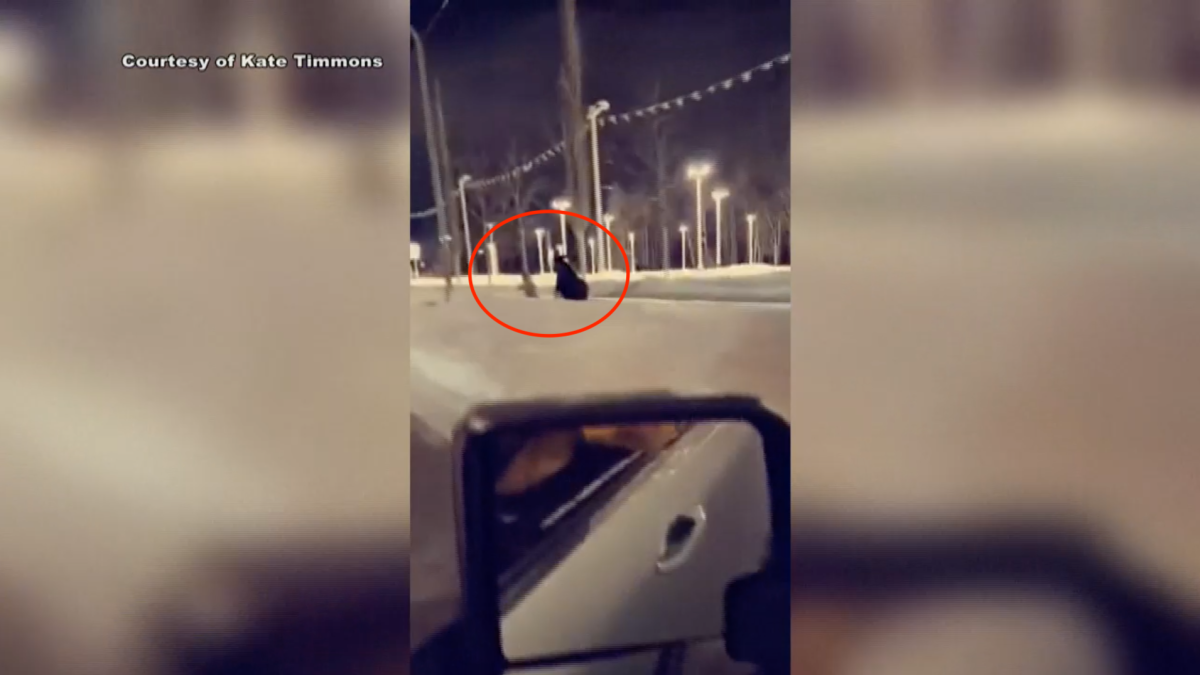 Alaskan Woman Struck in the Head by Moose NBC Denver Archyde