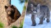 Detectan gripe aviar en oso y león de montaña en Colorado
