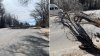 Árboles caídos, cierres de calles y apagones: ráfagas de vientos de hasta 75 mph en Colorado