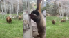 En video: osos curiosos sorprenden a residentes de una casa en Colorado tras abrir la puerta principal