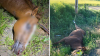 Perturbador hallazgo: encuentran caballo sin vida atado a un poste; investigan posible caso de crueldad animal