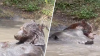 Naturaleza en acción: oso disfruta de un baño en un lugar privado lejos de los humanos
