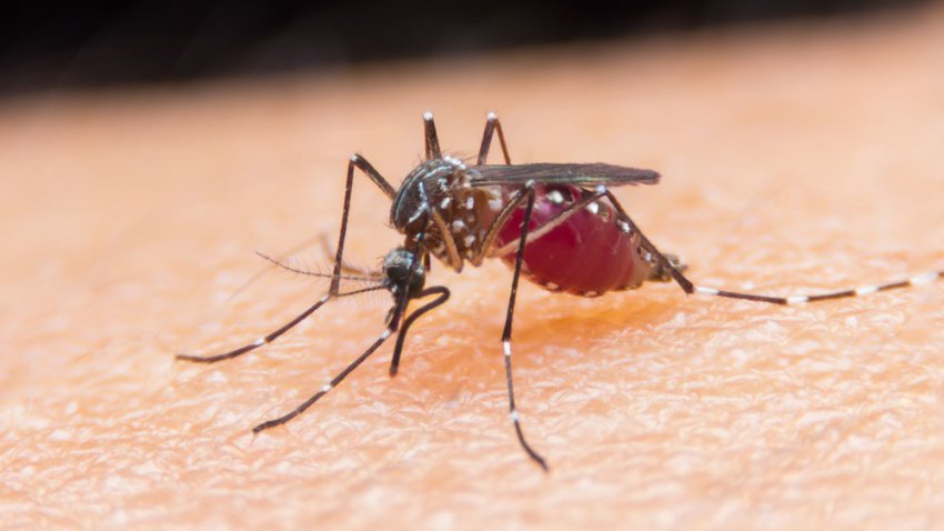 Close-up of a mosquito sucking blood