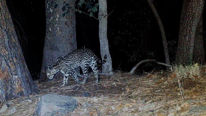 A rare ocelot is recorded at night on a trail camera in southern Arizona.