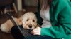Aumenta la popularidad del seguro de mascotas y también su precio