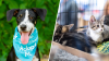 Albergues de mascotas en EEUU participan en la campaña Desocupar Los Albergues