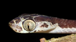 Una serpiente de árbol de cabeza roma (Imantodes cenchoa) de la Amazonía peruana.