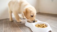 Estudio: estas marcas de alimentos para perros podrían estar asociadas a enfermedades cardíacas