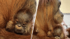 Zoológico de Denver anuncia el nombre del bebé orangután aunque su paternidad sigue siendo un misterio