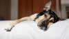 Misteriosa enfermedad potencialmente mortal en perros se extiende en EEUU