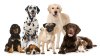 Las razas de perros más deseados para adopción en EEUU, según un estudio