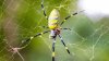 Llegan las arañas Joro: vuelan y son inmensas