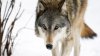 Ocurre de nuevo: confirman segunda muerte de ganado por ataque de lobos en Colorado