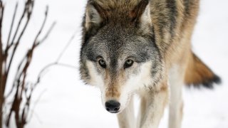 Lia, a gray wolf in the exhibit pack at the Minnesota Zoo, wanders her snow filled enclosure.