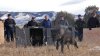 Los lobos grises regresan a Colorado después de décadas