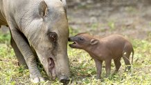 Fotografía cedida este martes, 2 de enero, por el Zoológico de Miami en la que se registró una cría babirusa (d), junto a su madre -Maggie- y nacida el pasado 15 de diciembre en cautiverio. EFE/Zoo Miami/Ron Magill