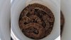 De terror: remueven 17 serpientes de cascabel de una granja vieja