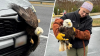 En imágenes: atropellan a un águila y queda atascada en la parrilla de un auto
