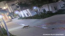 A mountain lion was caught on surveillance footage stalking the streets near Oceanside City Hall sometime between March 4 and 6, 2024. (Oceanside Police Department)