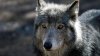 Ataque de lobo termina en muerte de ternera en el condado Grand
