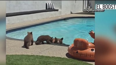 Mamá oso no pudo resistirse a nadar en la piscina de una casa: El Boost