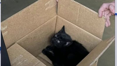 Rescatan a gato que pasa cuatro dias atrapado dentro de un Tesla en Sacramento