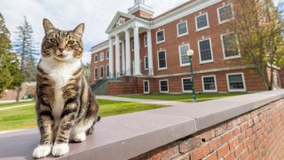 Esta foto proporcionada por la Universidad Estatal de Vermont muestra a Max el Gato frente a Woodruff Hall en la Universidad Estatal de Vermont Castleton el 12 de octubre de 2023 en Castleton, Vermont.