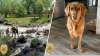 Mantienen la esperanza: Golden Retriver extraviada en Wheat Ridge tras quedar atrapada en arroyo Cleak Creek