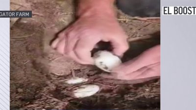 Huevos de cocodrilo en granja de Colorado: El Boost