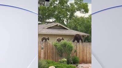 En video: familia de osos camina sobre la cerca de una casa en Boulder