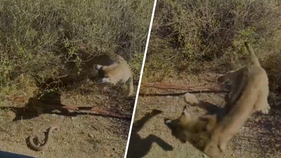 En video: la batalla entre un gato montés y una serpiente de cascabel