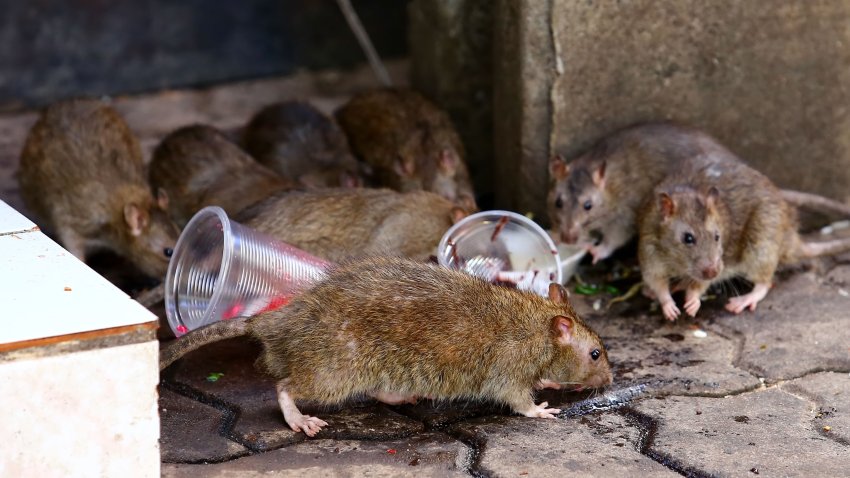 Dirty mice are eating debris next to each other on the wet floor and very foul smell. Selective focus.