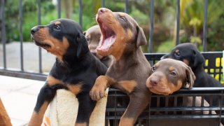 Foto de archivo de cachorros de dóberman.