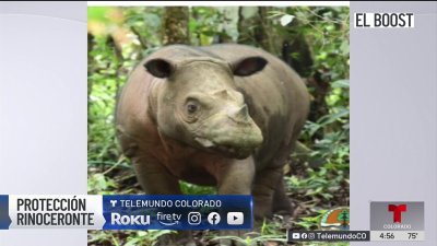 Zoológico de Denver ayuda a la protección de rinocerontes: El Boost