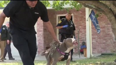 Muere bebé de 1 año atacado por perros en casa de niñera en el condado Bexar