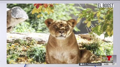 Evento de otoño en el zoológico de Denver: El Boost