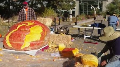 Calabaza gigante decorada en el Jardín Botánico de Denver