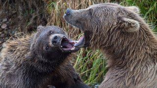 El ataque ocurrió en una isla en Alaska (foto de archivo).