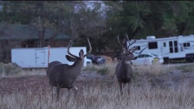 Crecen las oportunidades para cazadores hispanos en Colorado