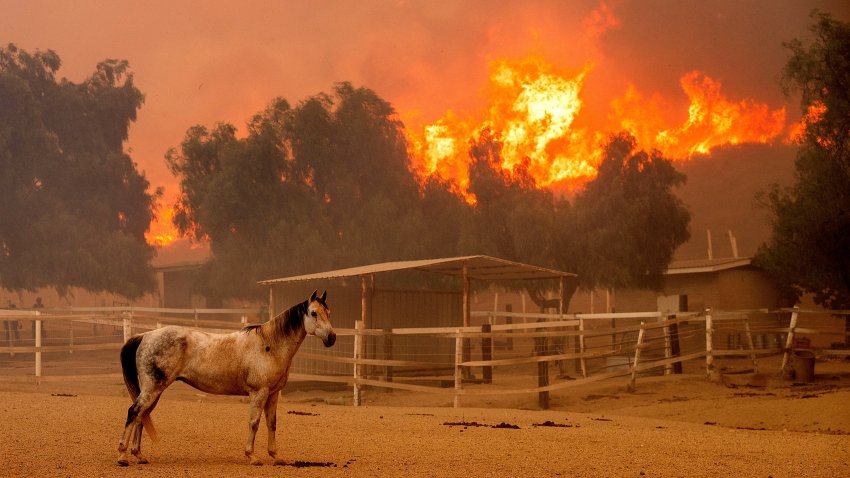 Las llamas del incendio Mountain avanzan por una ladera mientras un caballo permanece en un corral de Swanhill Farms, en Moorpark, California, el jueves 7 de noviembre de 2024. (AP Foto/Noah Berger)