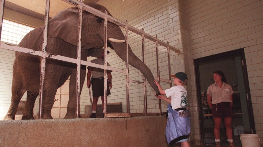 The Cheyenne Mountain Zoo in Colorado Springs is holding a day camp for kids called Summer Safari Camp. Cory Randolph (age 9) touches the trunk of the elephant as he feeds the animal a piece of food. Zoo Keeper Gina Landucci is standing at the door and Zoo Keeper Kirk Keefe is standing up next to the elephant.  (Photo By Lyn Alweis/The Denver Post via Getty Images)
