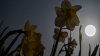 La “Luna de las Flores” ilumina el cielo: significado y fecha de la próxima luna llena