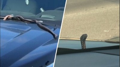Polizón aterrador: una serpiente sale del capó del auto de una mujer