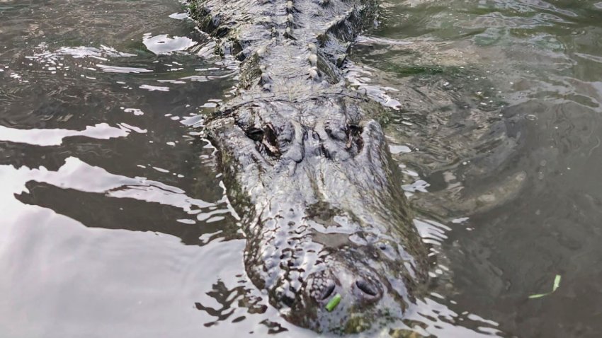 En esta fotografía cortesía de la Granja de Caimanes de Colorado se puede ver a Matt Jordan, un empleado del lugar, mientras jala por la cola a Morris, el caimán, el 9 de junio de 2024, en Mosca, Colorado. (Jay Young/Colorado Gators vía AP)