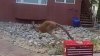 Un canguro suelto causa revuelo en un pueblo en Colorado, otra vez