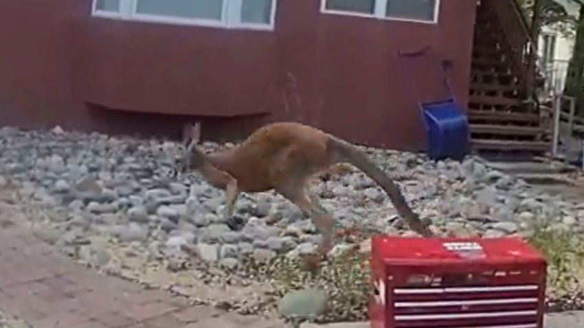 En esta captura de un video difundido por el Departamento de Policía de Durango se puede ver a Irwin, el canguro mascota que escapó, el lunes 19 de marzo de 2025, en Durango, Colorado.  (Departamento de Policía de Durango vía AP)