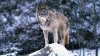 Autoridades de Vida Silvestre matan a un lobo tras ataques a animales